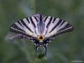 Iphiclides podalirius (Erik Kırlangıçkuyruğu)